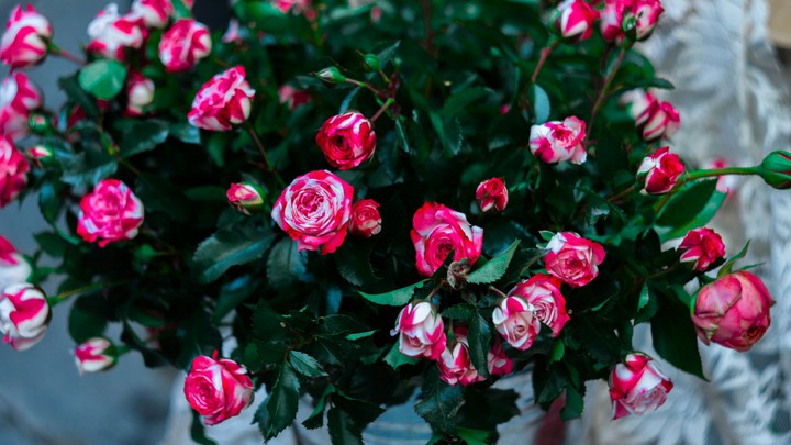 Rose's