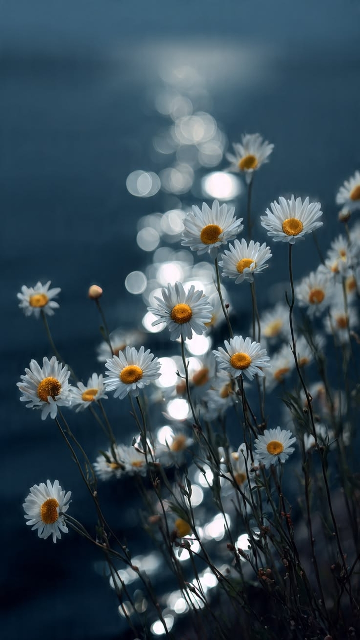 רקעים petal, chamomile