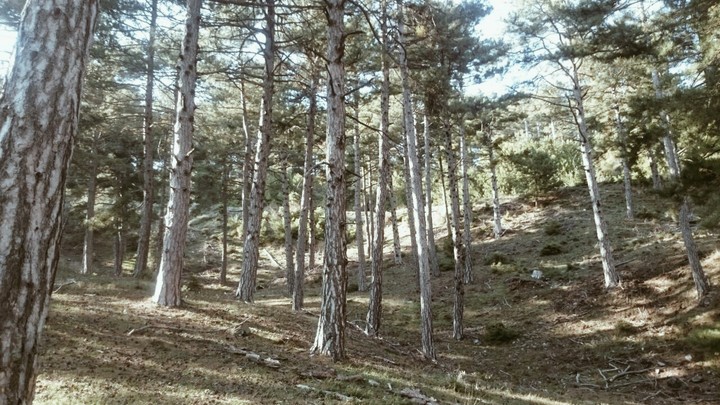 ağaçlar #tree
