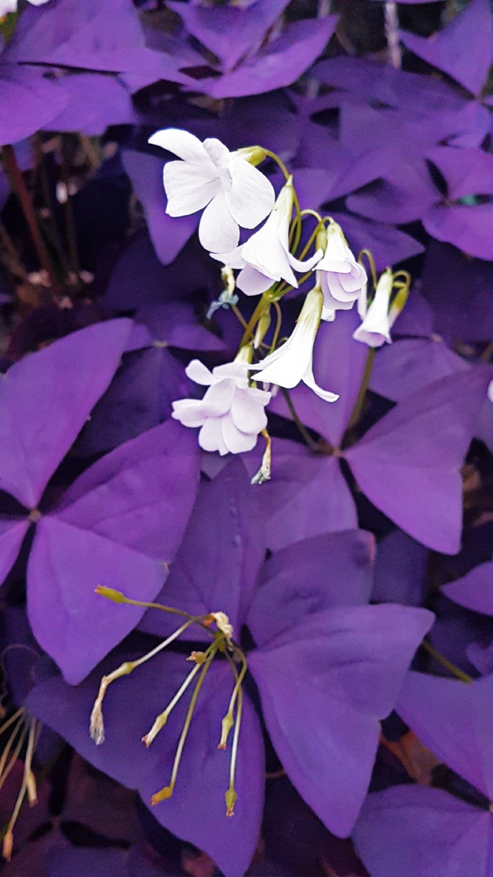 purple vibe