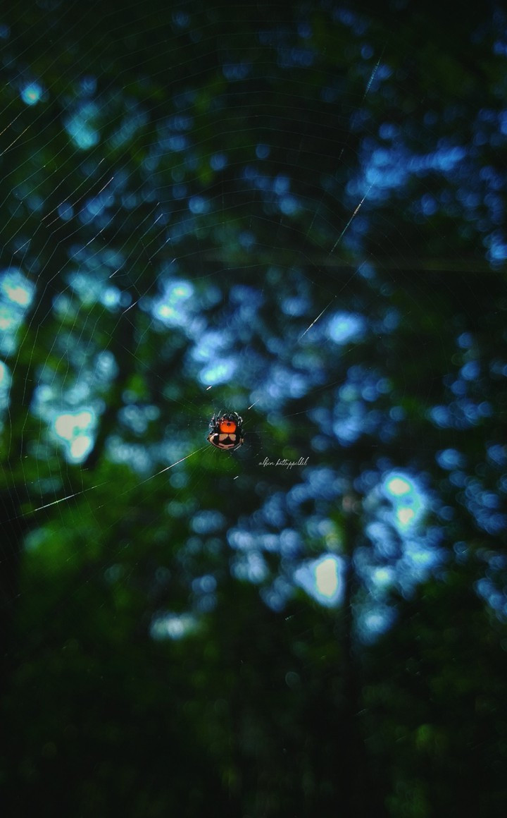 Spider