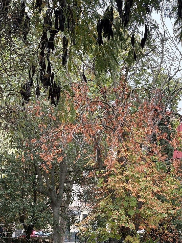Autumn, vegetation Hintergrundbilder