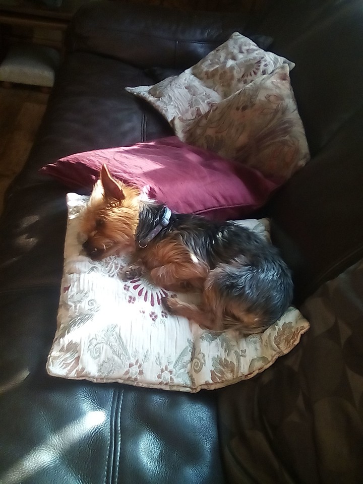 i love my dog