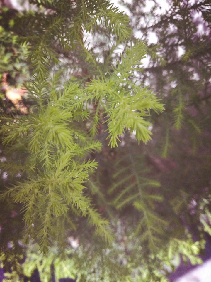nature