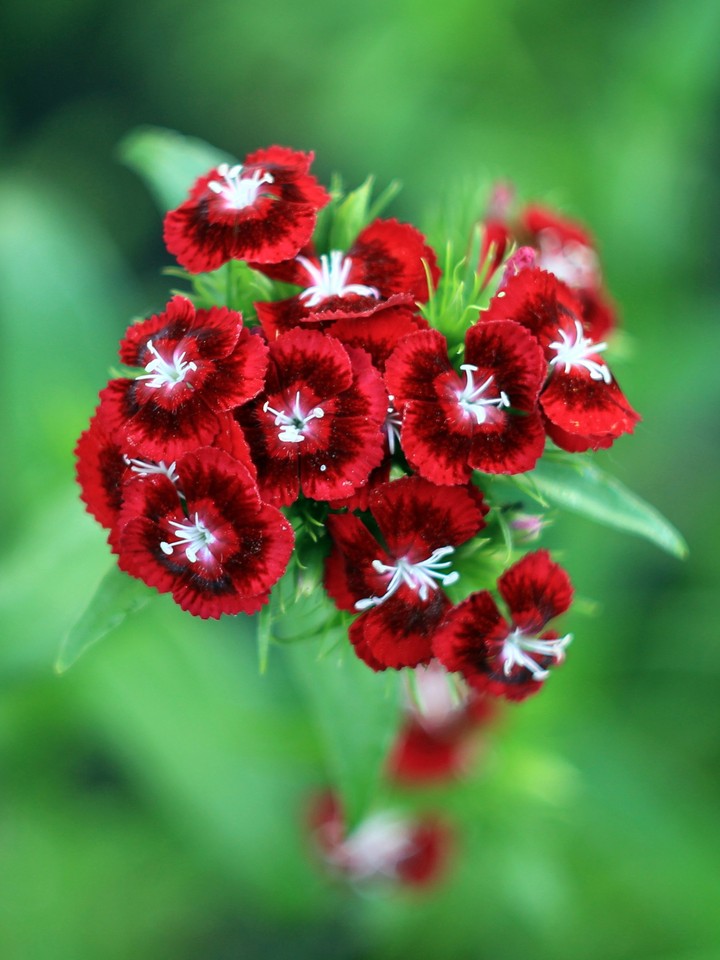 Carnations