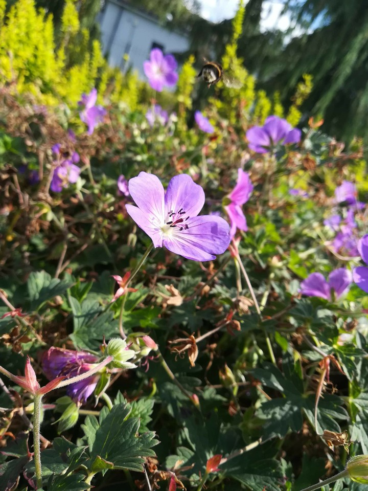 geranium