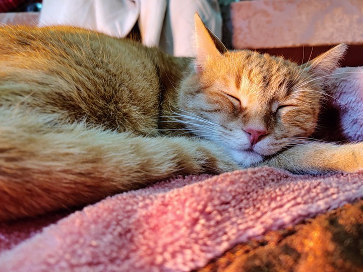 Sleeping Cat