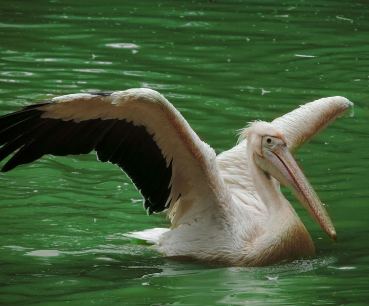 Pelican