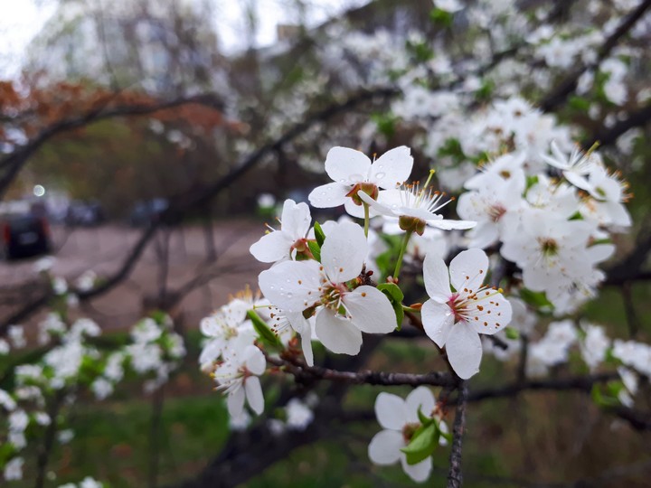 Spring