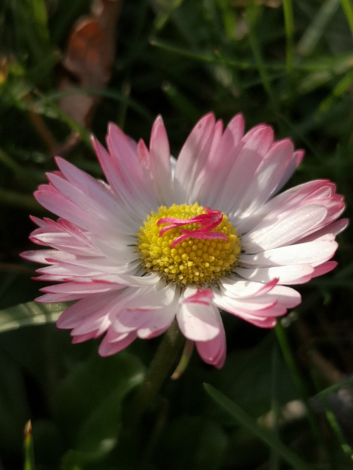 Gänseblümchen, Perenis Bellis