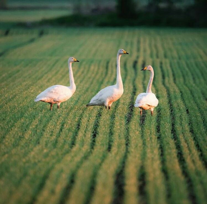 bird