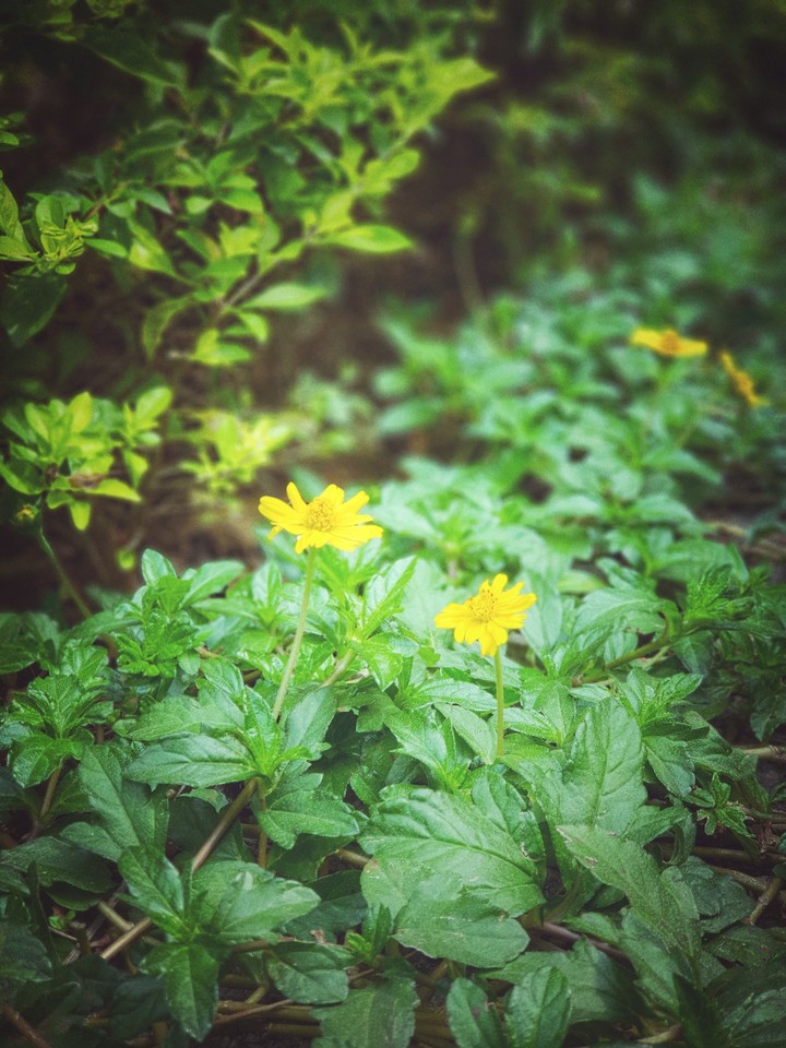 flowers