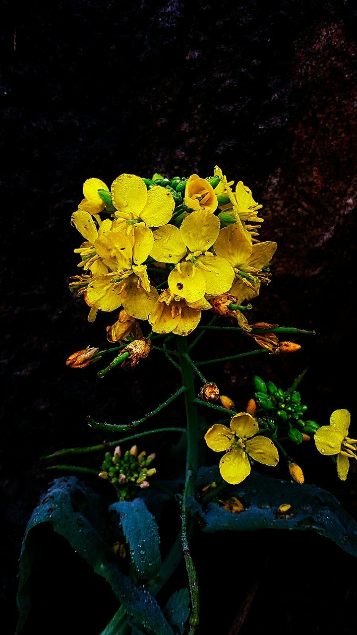 A roadside bunch#feeling lonely# captured in the morning #