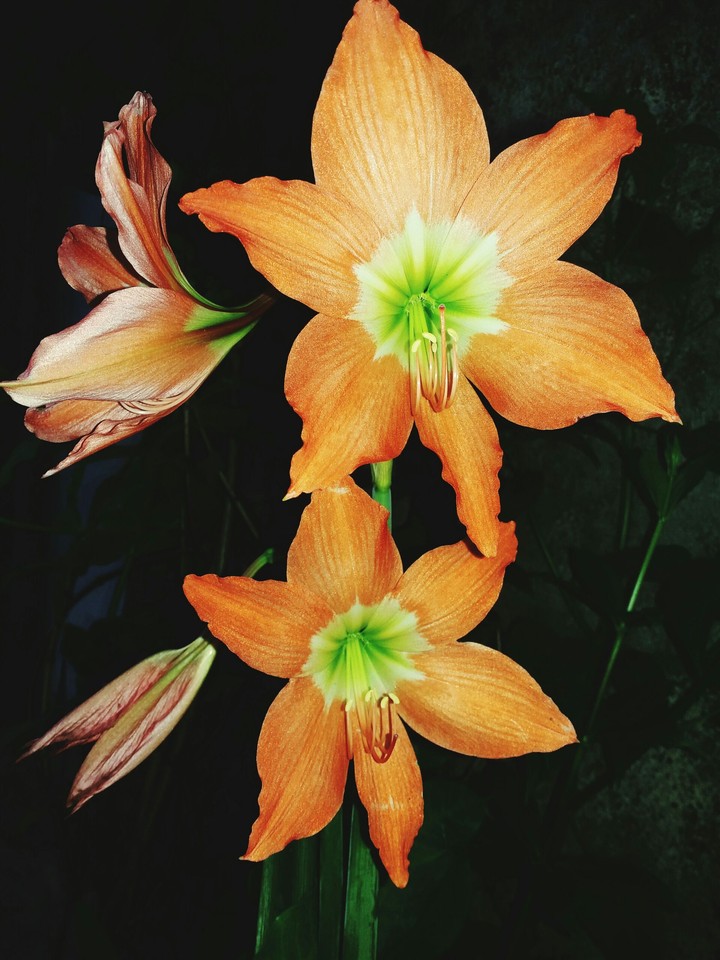 lily