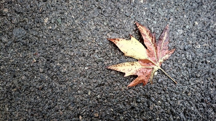 Leaf