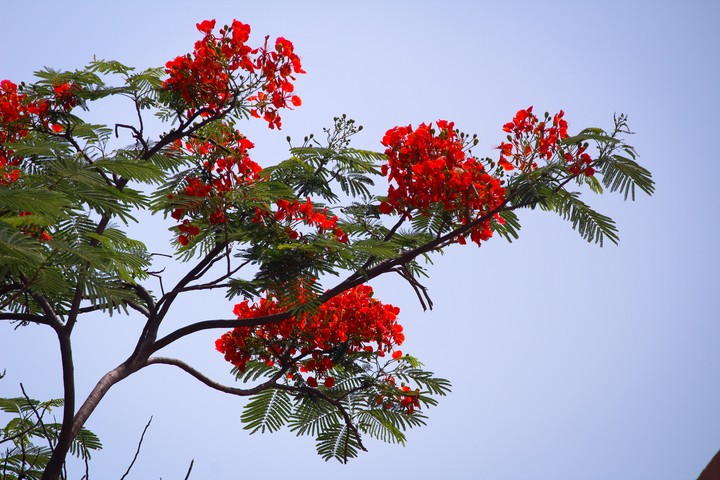 Delonix regia, the flame tree,