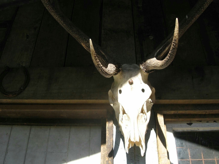 Deer Skull