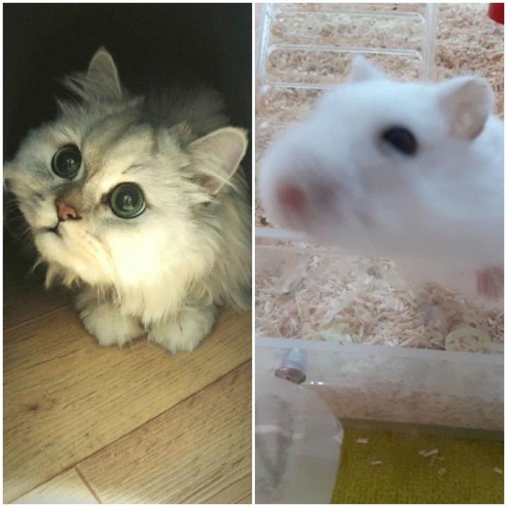 닮았져?하는행동.내생각인가여,