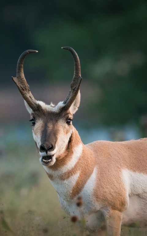 шпалери wildlife, Antelope