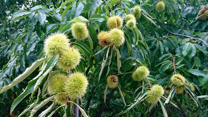 Time for chestnuts
