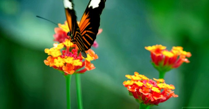 butterfly