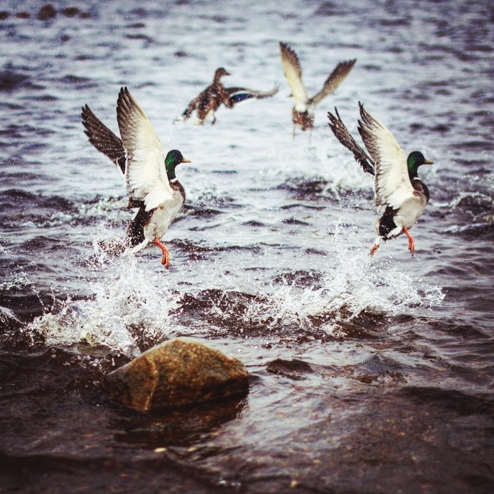duck ballet
