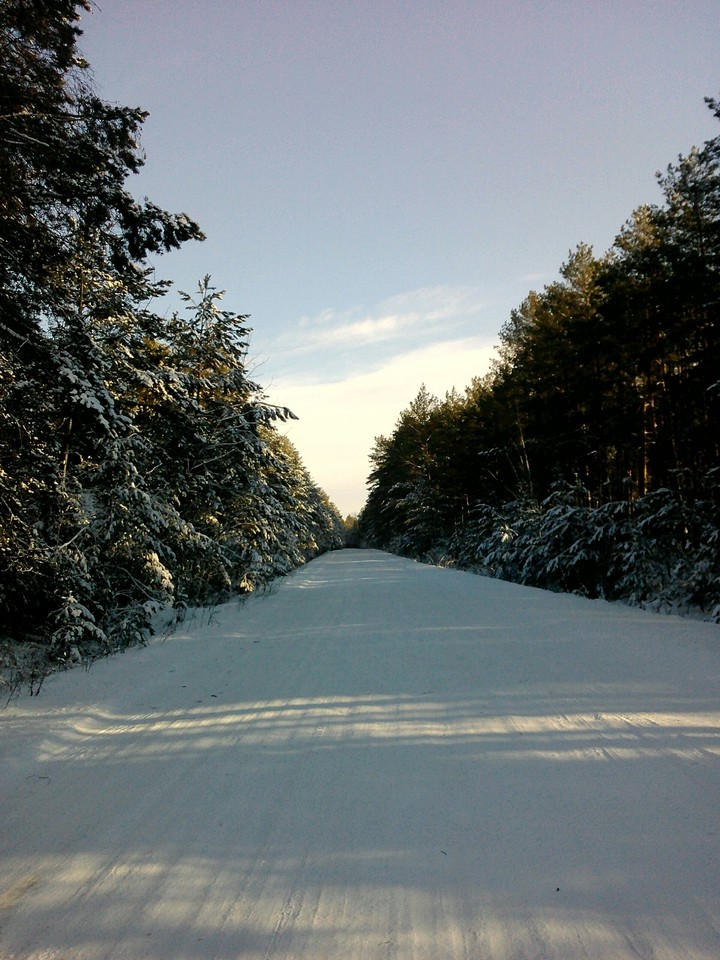 зимний лес