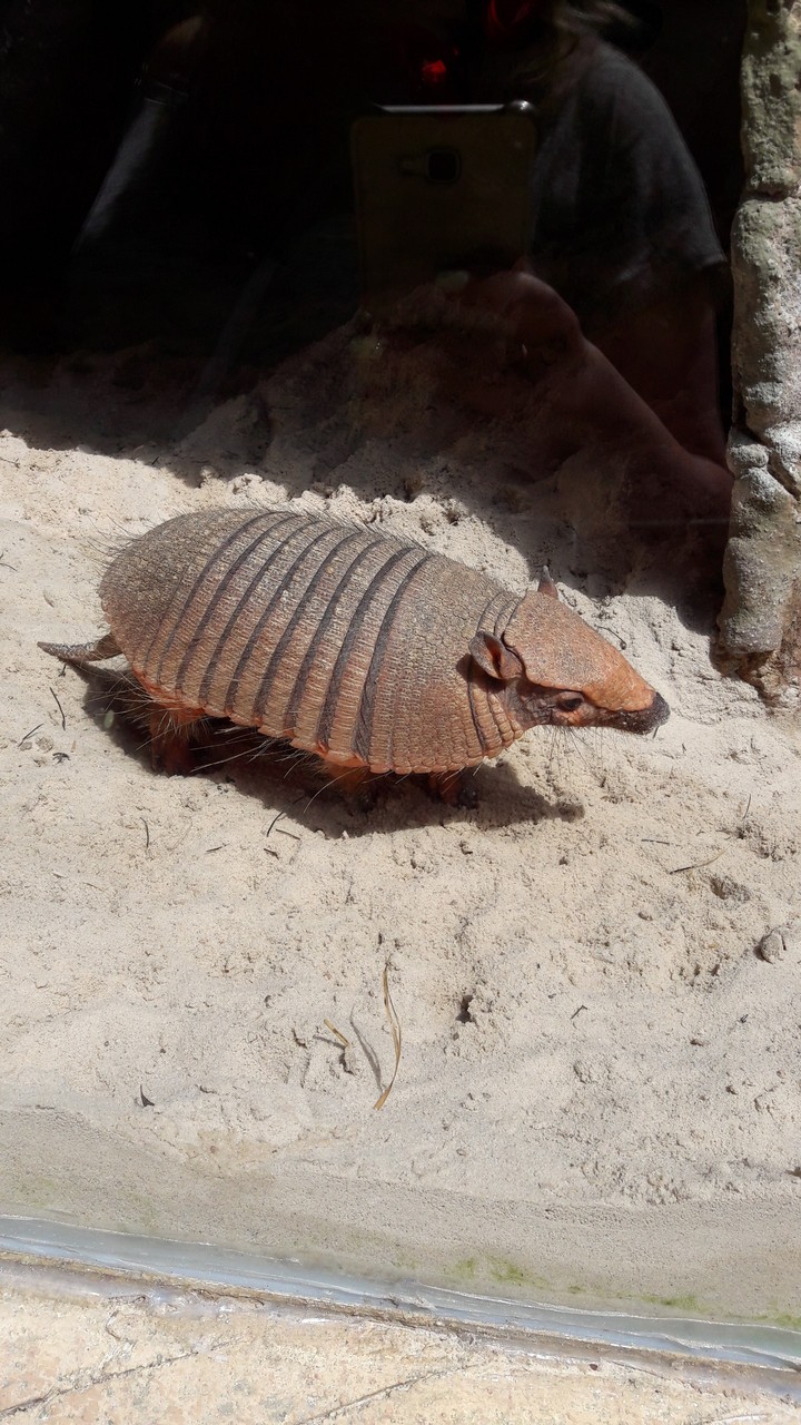 armadillo