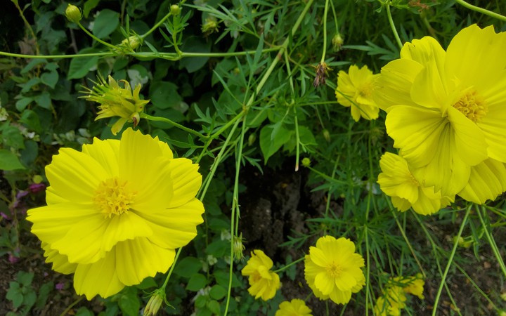 yellow flowers