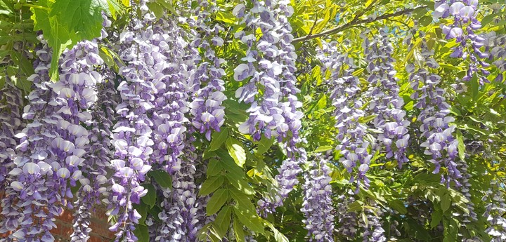 Beautiful flowers