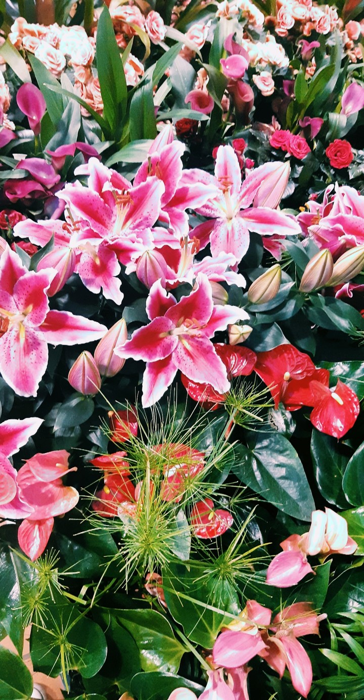 Flowers