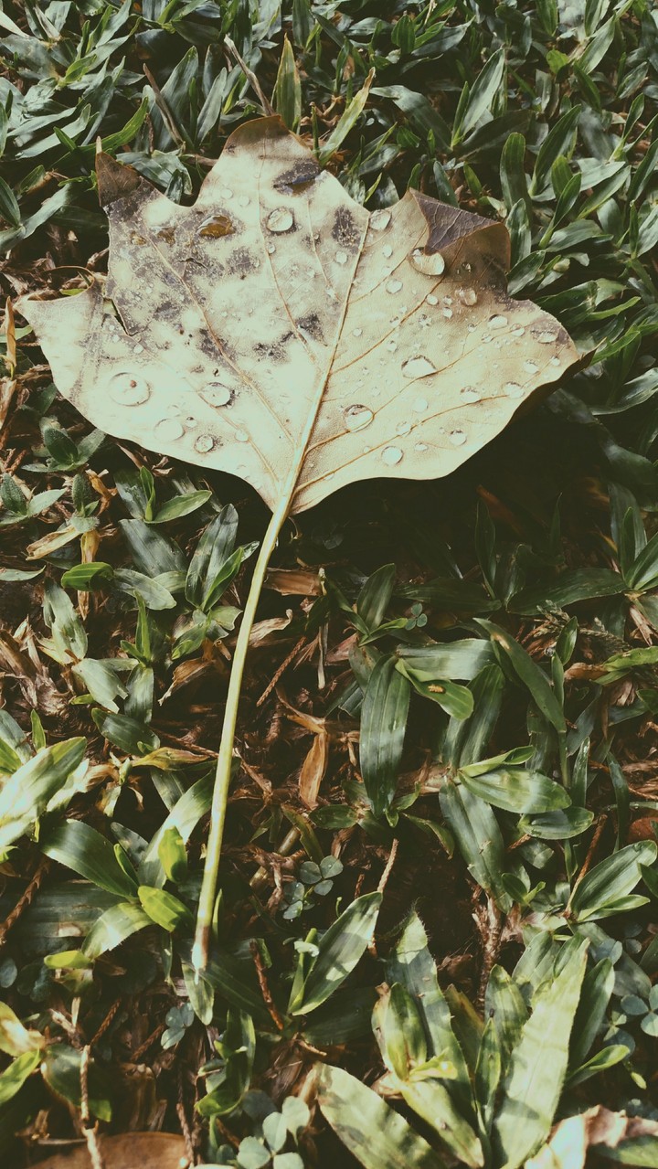 Folha depois da chuva
