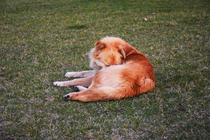 dog