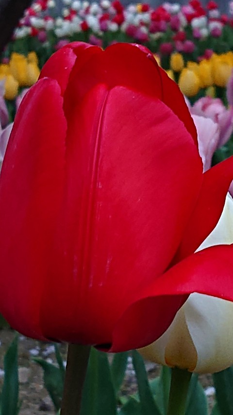 Close-up, flower wallpapers