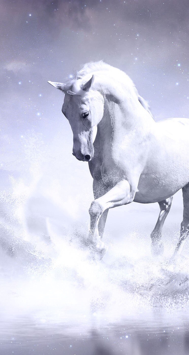 horse_white