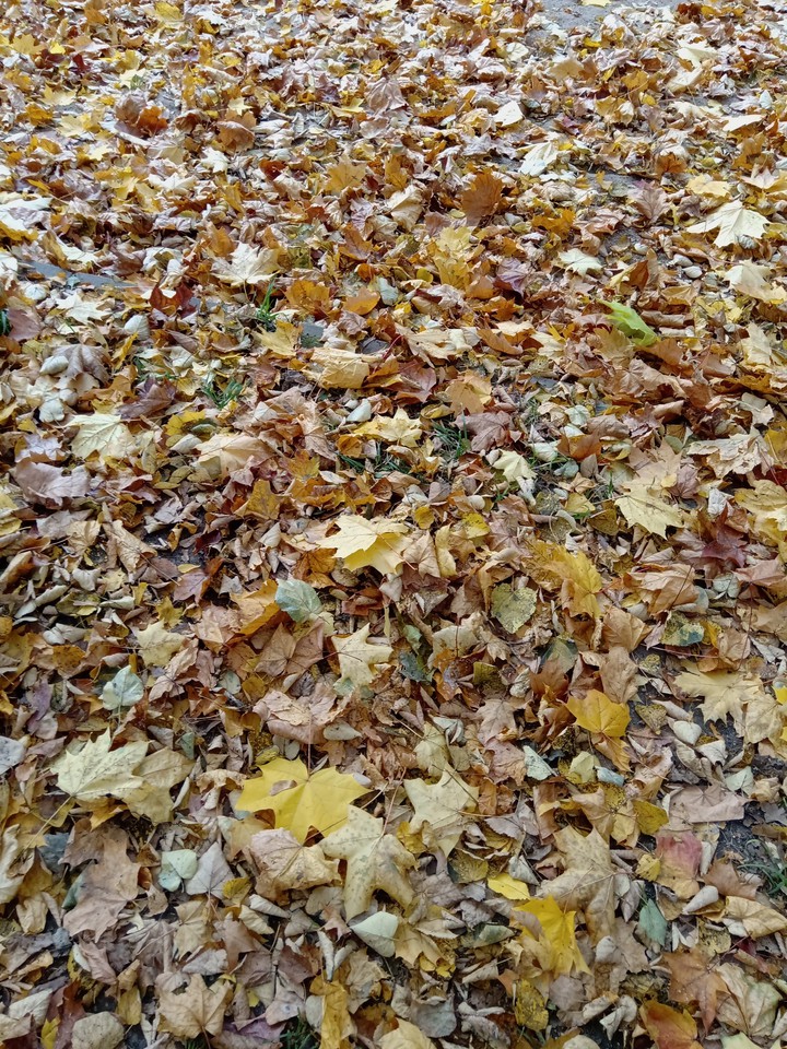 осень