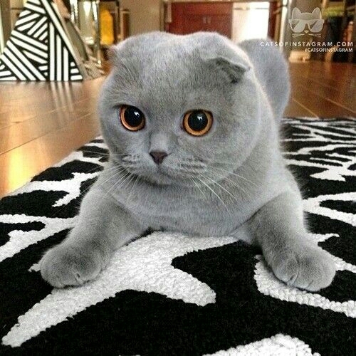 #So cute cat❤❤