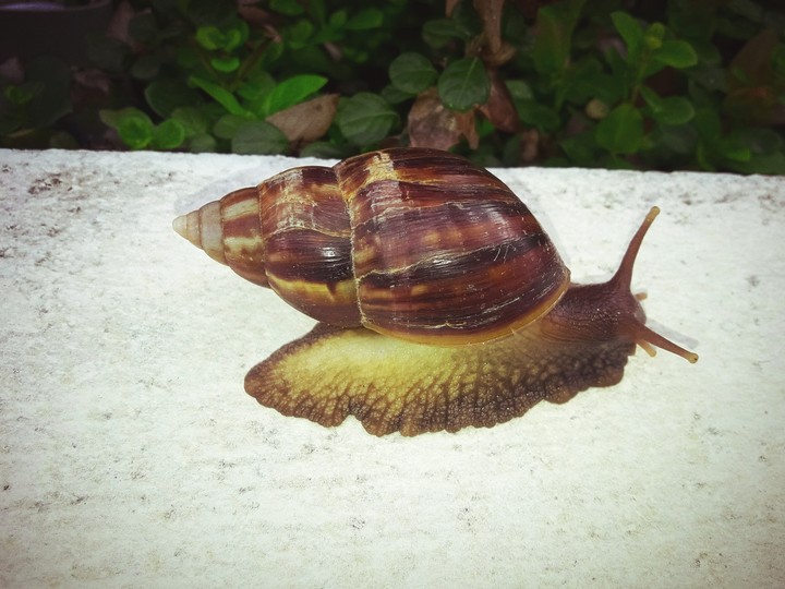 Caracol