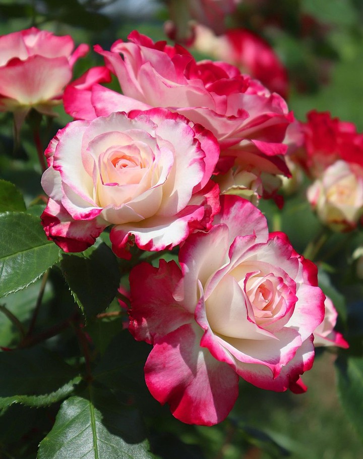 Roses