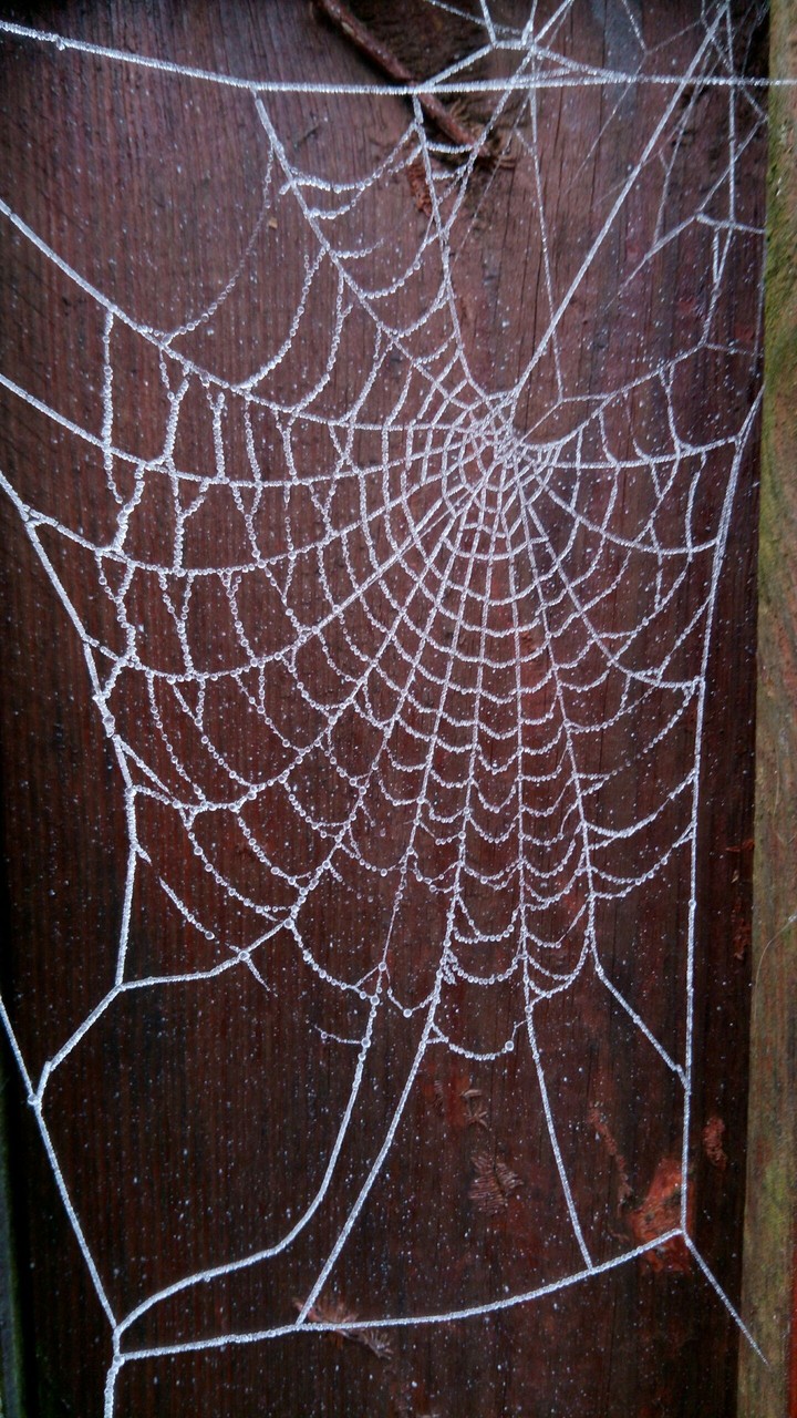 frozen spiderweb