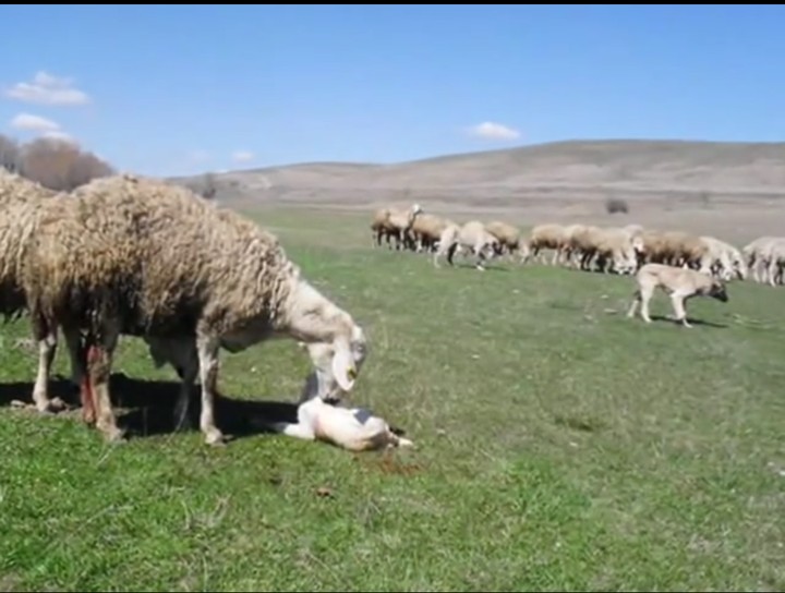 Kangal koyunu