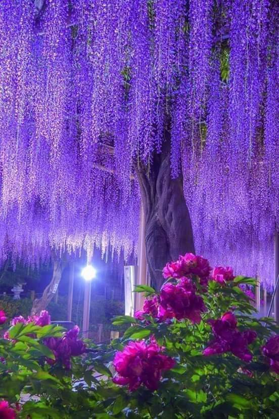 beautifull nature