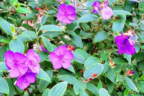 purple, dicotyledon duvar kağıtları