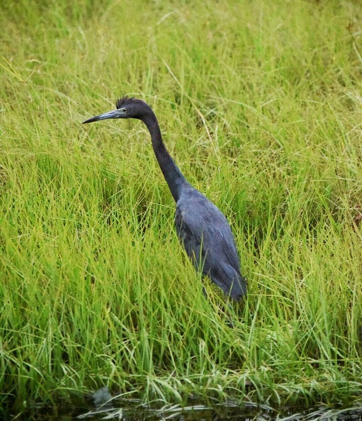Blue Heron