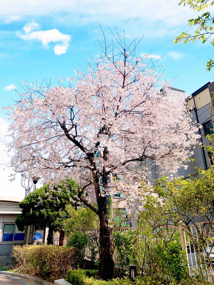 cherry blossom