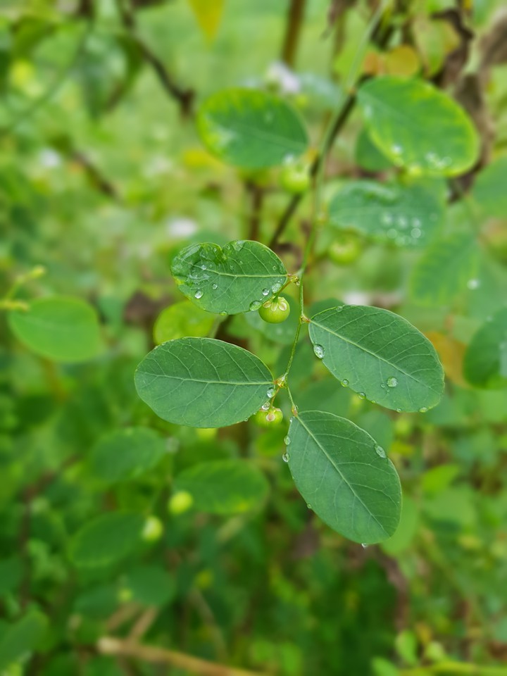 Wild fruit