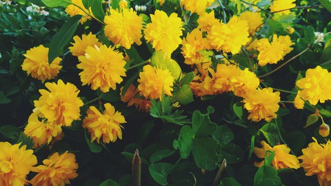 тапети wildflower, plant
