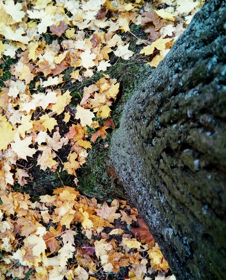 Naked tree