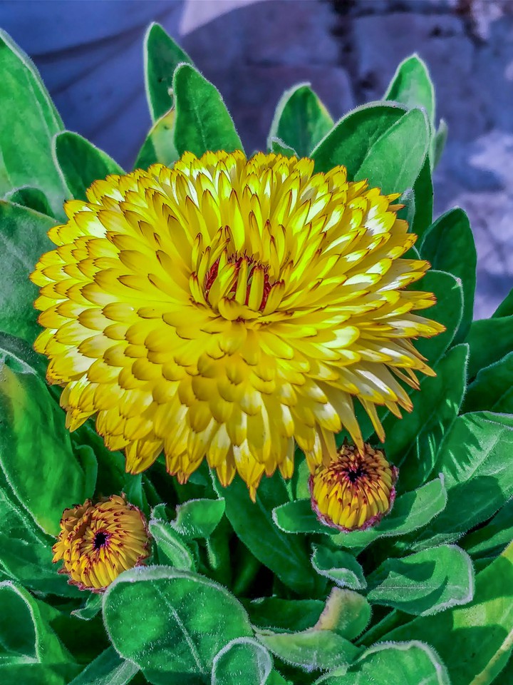 Bloom