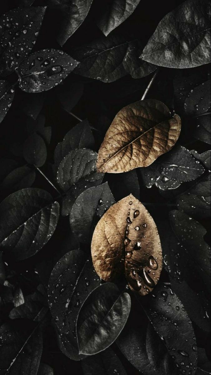 THE GOLDEN LEAVES